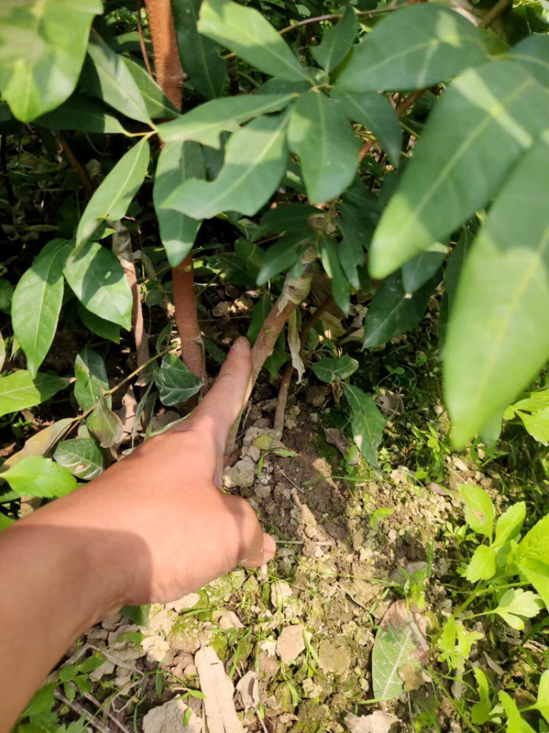 石硖储良等嫁接龙眼优质品种果苗（裸根苗杯苗价格不一）