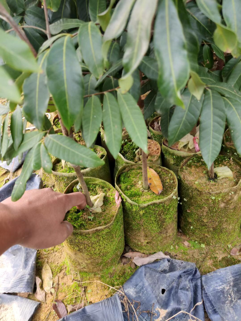 石硖储良等嫁接龙眼优质品种果苗（裸根苗杯苗价格不一）