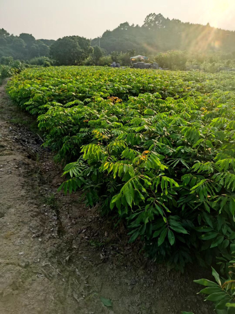 石硖储良等嫁接龙眼优质品种果苗（裸根苗杯苗价格不一）