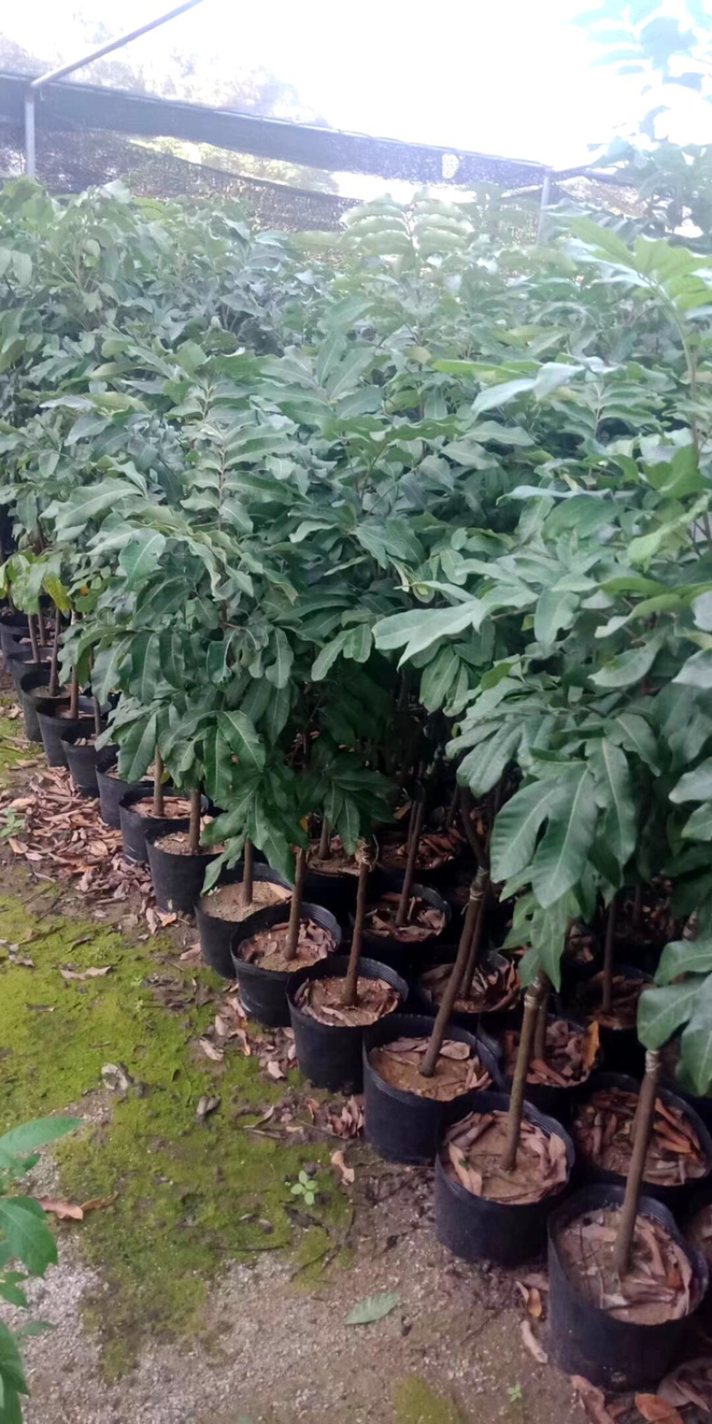 石硖储良等嫁接龙眼优质品种果苗（裸根苗杯苗价格不一）