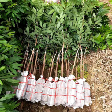 石硖储良等嫁接龙眼优质品种果苗（裸根苗杯苗价格不一）