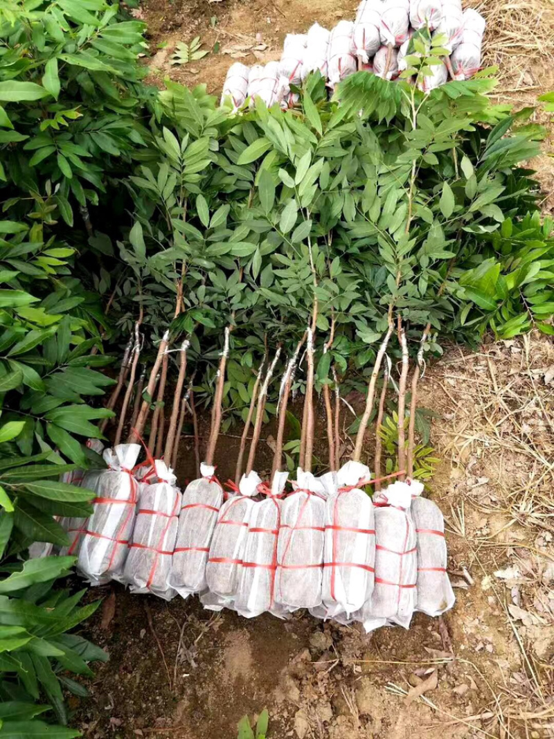 石硖储良等嫁接龙眼优质品种果苗（裸根苗杯苗价格不一）