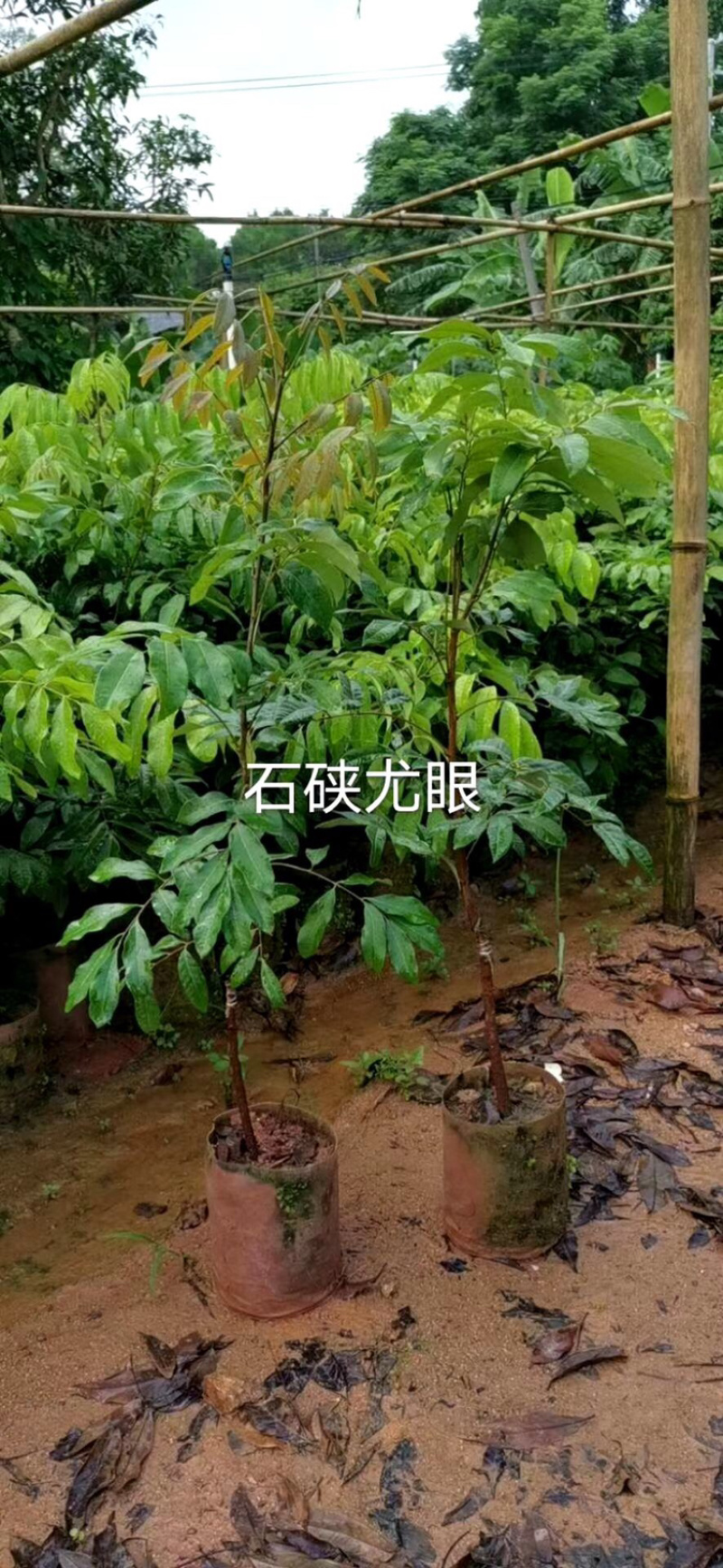 石硖储良等嫁接龙眼优质品种果苗（裸根苗杯苗价格不一）