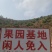 现货枇杷现摘枇杷果高山甜枇杷云南特产红土地种植