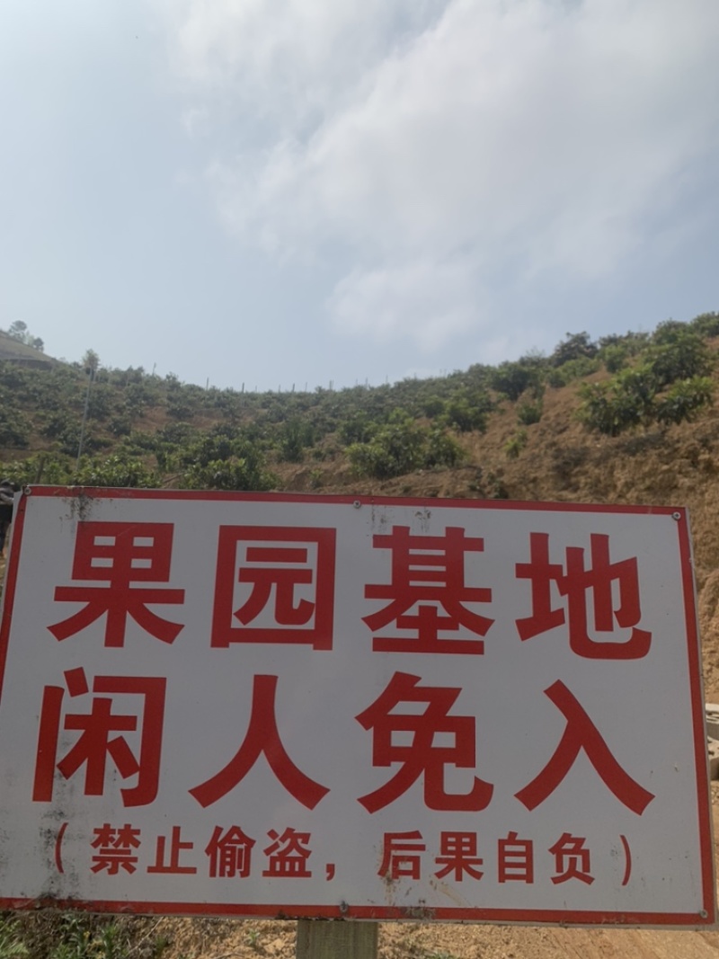 现货枇杷现摘枇杷果高山甜枇杷云南特产红土地种植