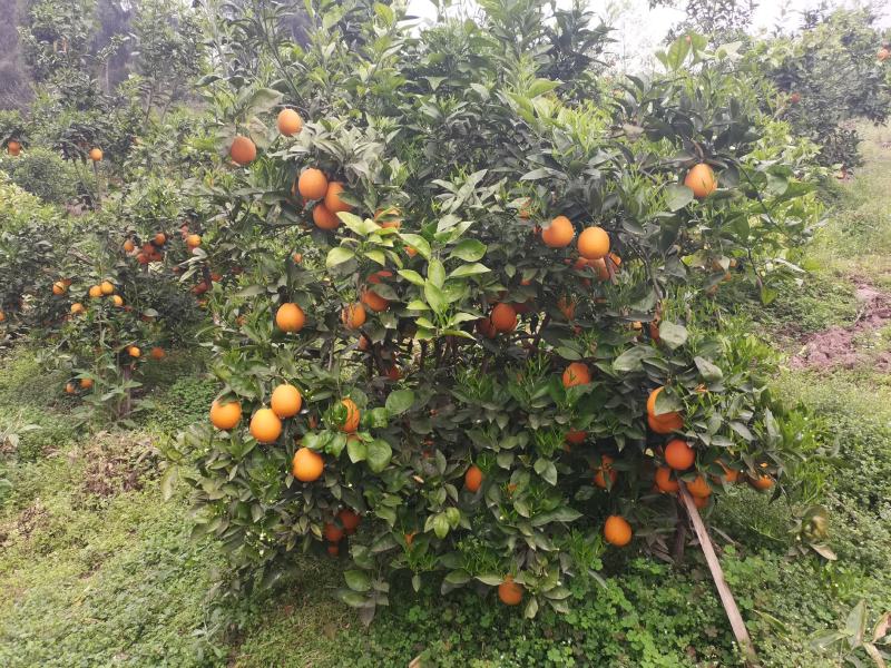 【热销】四川血橙产地直销优质橙子货源充足可视频看货量从优