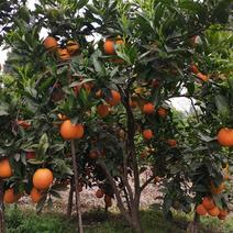 【热销】四川血橙产地直销优质橙子货源充足可视频量从优