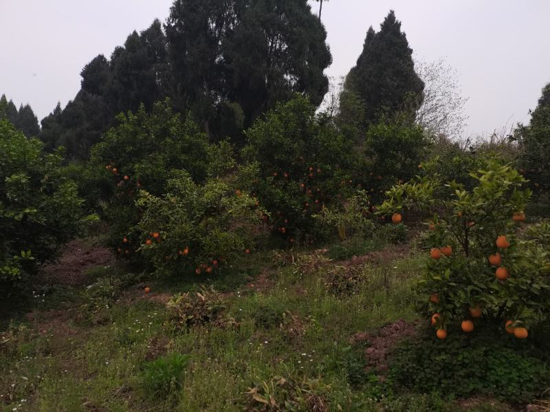 【热销】四川血橙产地直销优质橙子货源充足可视频看货量从优