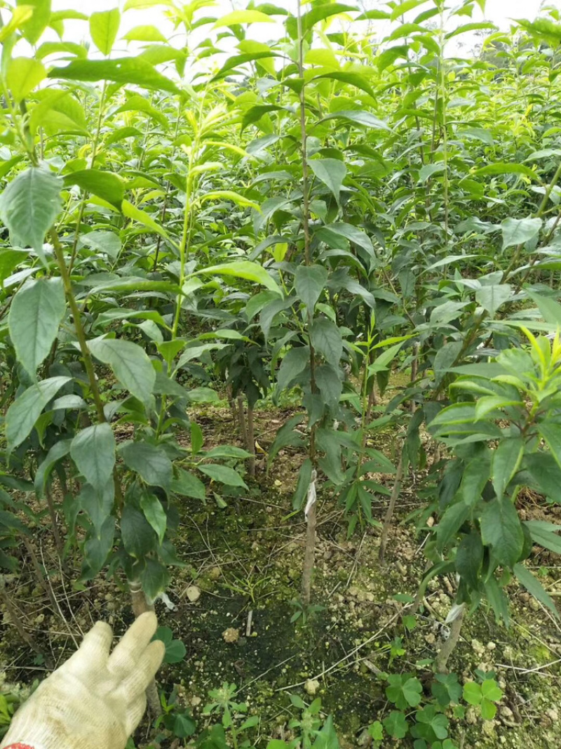 早熟三月李晚熟三月李三华李嫁接优质品种果苗