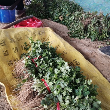 山东菏泽大叶香菜量大优惠自家种植一手货源