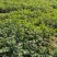 山东菏泽大叶香菜量大优惠自家种植一手货源