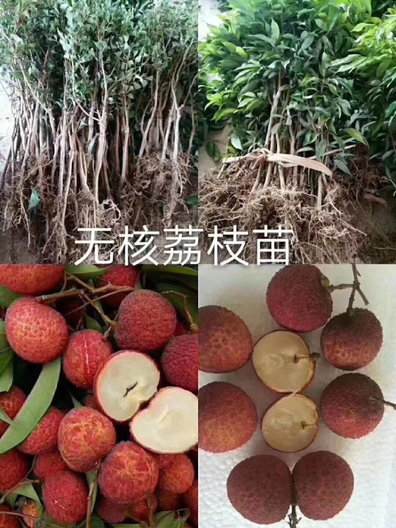 妃子笑无核桂味驳枝苗直生苗征地苗.等嫁接品种荔枝苗