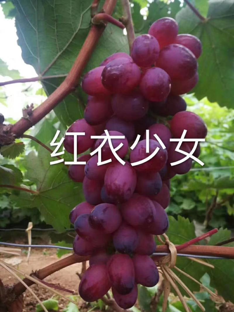 红衣少女葡萄苗（特早熟，大粒，脆甜，高产）苗纯苗好
