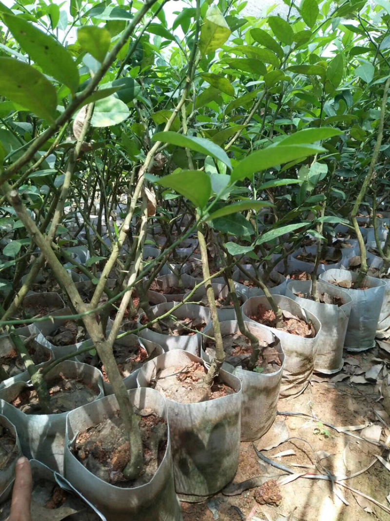 广东香水无籽柠檬台湾香水柠檬无籽青柠正宗嫁接苗