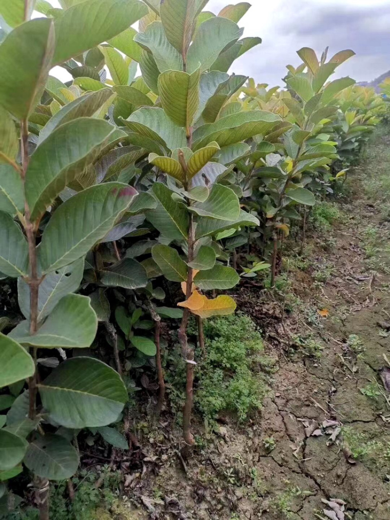 红宝石西瓜芭乐珍珠番石榴等嫁接优质品种果苗