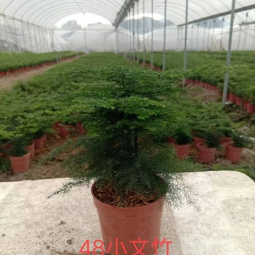 文竹小盆栽迷你版盆景