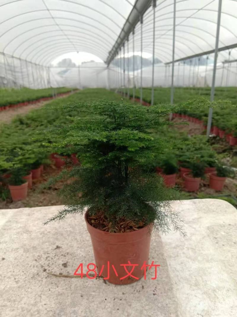 文竹小盆栽迷你版盆景