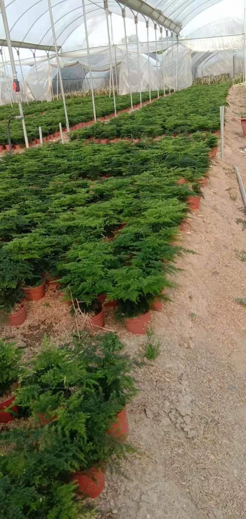 文竹小盆栽迷你版盆景