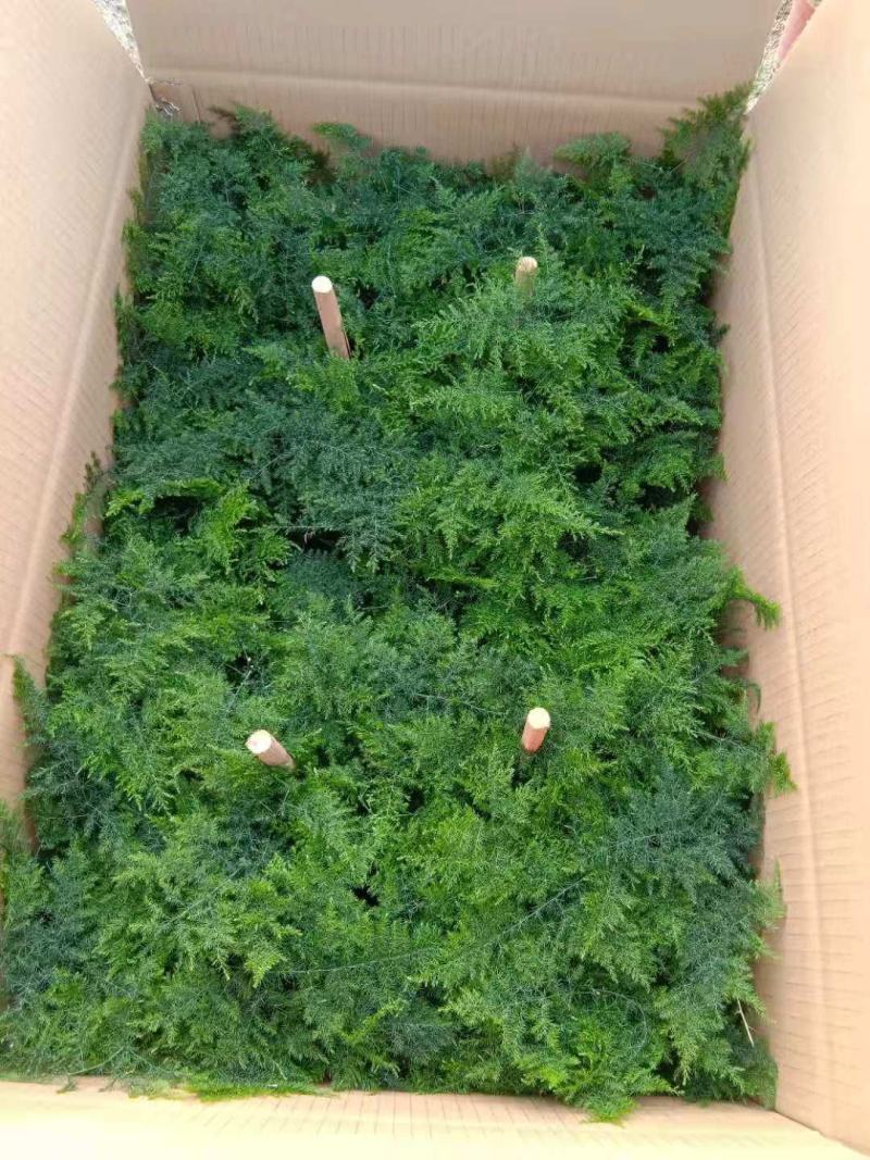 文竹小盆栽迷你版盆景