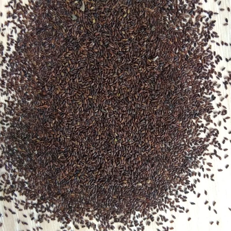 新产荆芥种子荆芥子一年生药材种子好种易管论斤卖