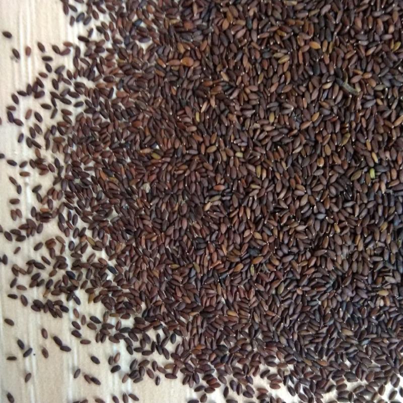 新产荆芥种子荆芥子一年生药材种子好种易管论斤卖