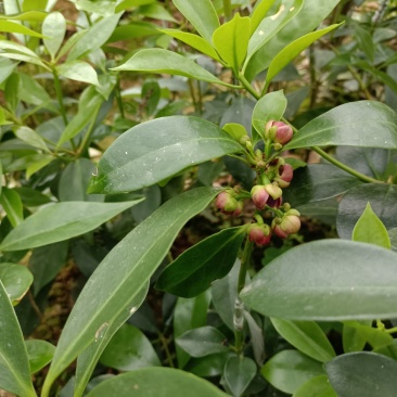 两年嫁接八角苗（顺丰快递）