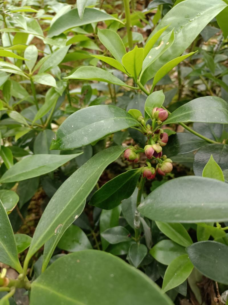 两年嫁接八角苗（顺丰快递）