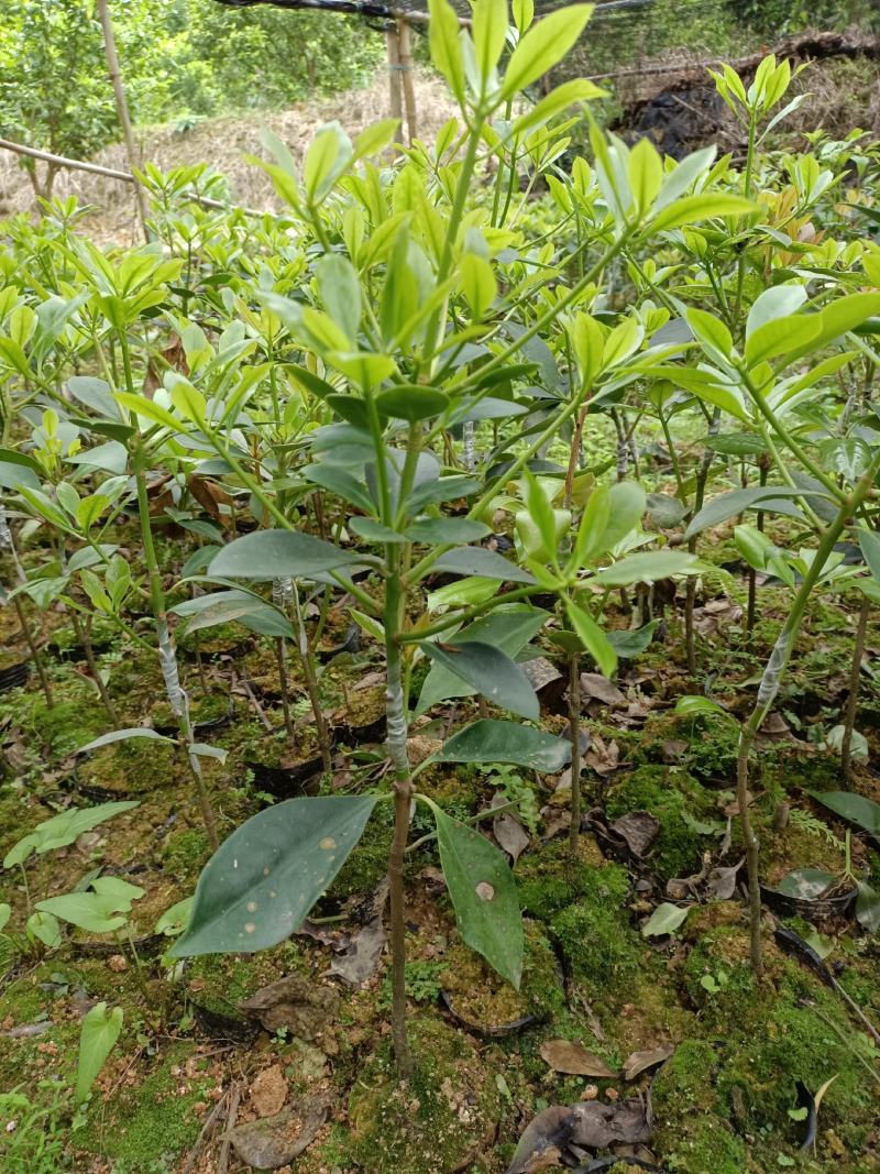 两年嫁接八角苗（顺丰快递）