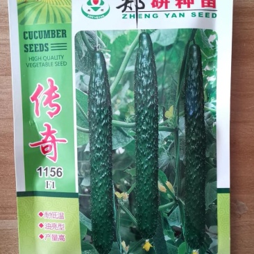 黄瓜种子绿满心顺直油量膨果快抗病高产20克