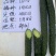 黄瓜种子绿满心顺直油量膨果快抗病高产20克