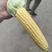 云南水果玉米甜玉米上市保质保量支持代办电商一件代发