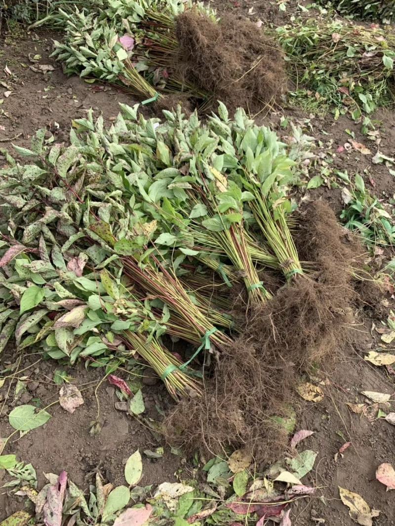 出售红瑞木小苗偃伏莱木红润木工程苗播种红瑞木
