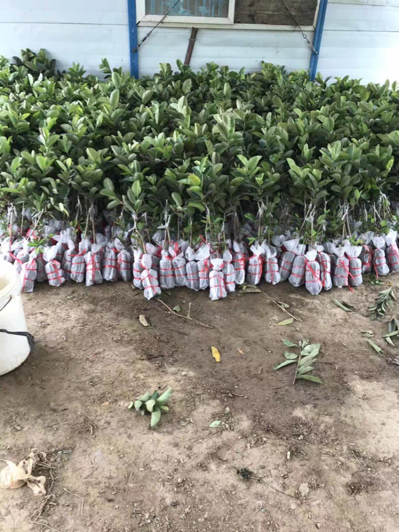 红宝石西瓜芭乐珍珠番石榴等嫁接优质品种果苗