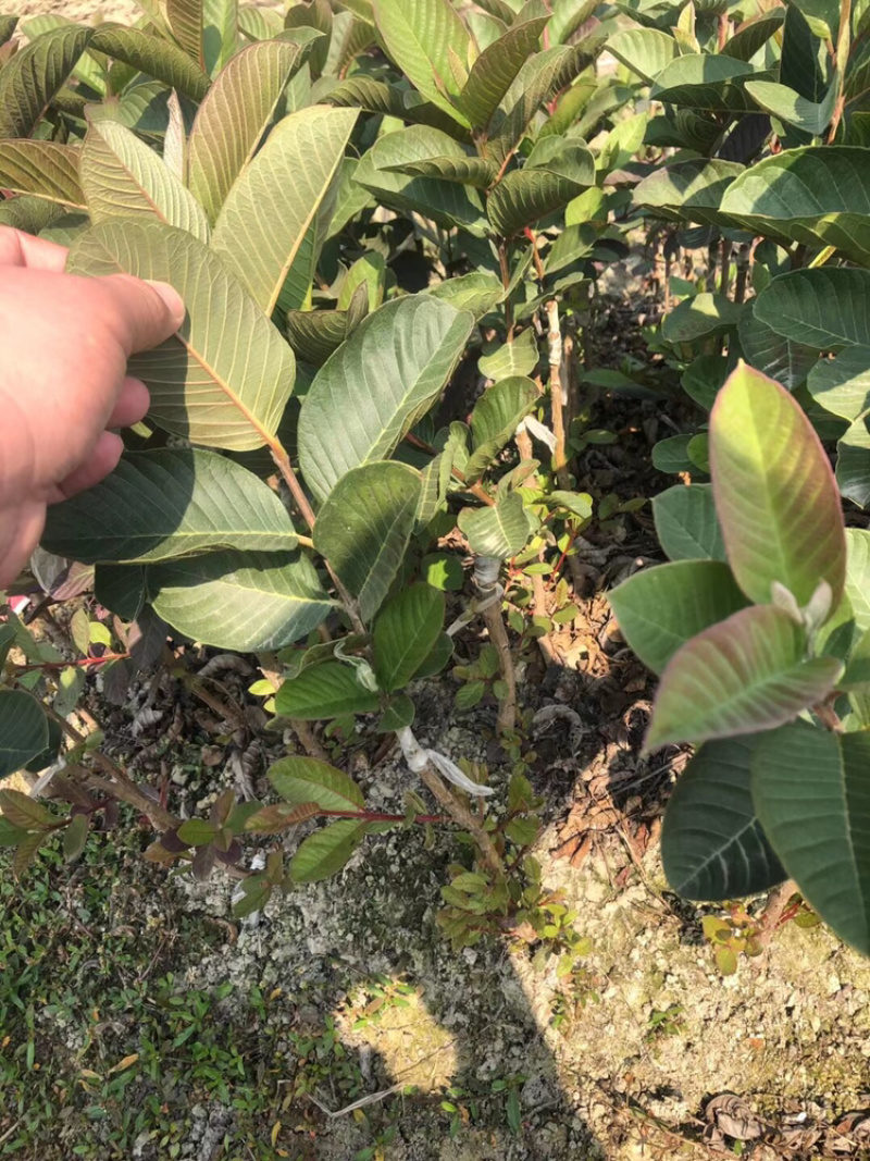 红宝石西瓜芭乐珍珠番石榴等嫁接优质品种果苗