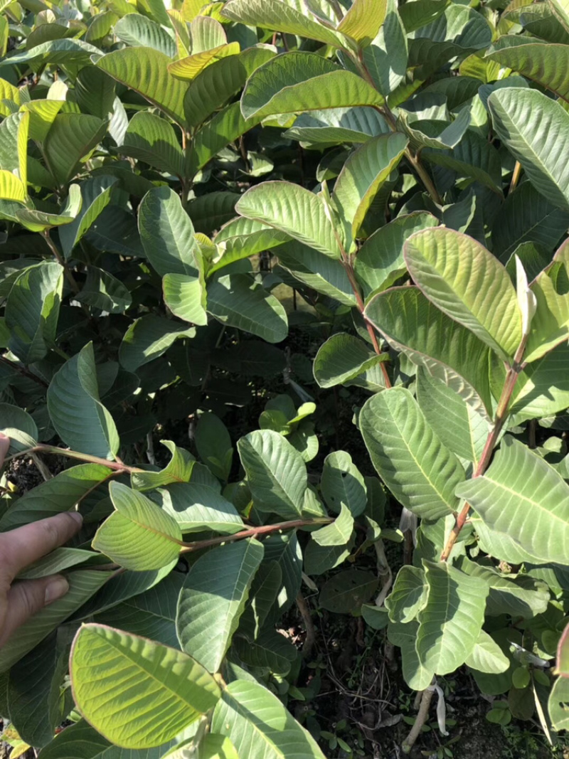 红宝石西瓜芭乐珍珠番石榴等嫁接优质品种果苗