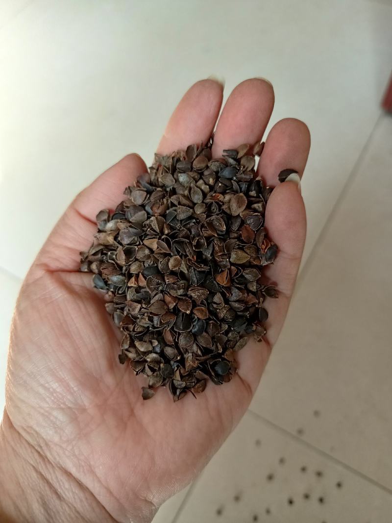 荞麦壳，头枕，无尘无味，颗粒独整，正品保证质量。