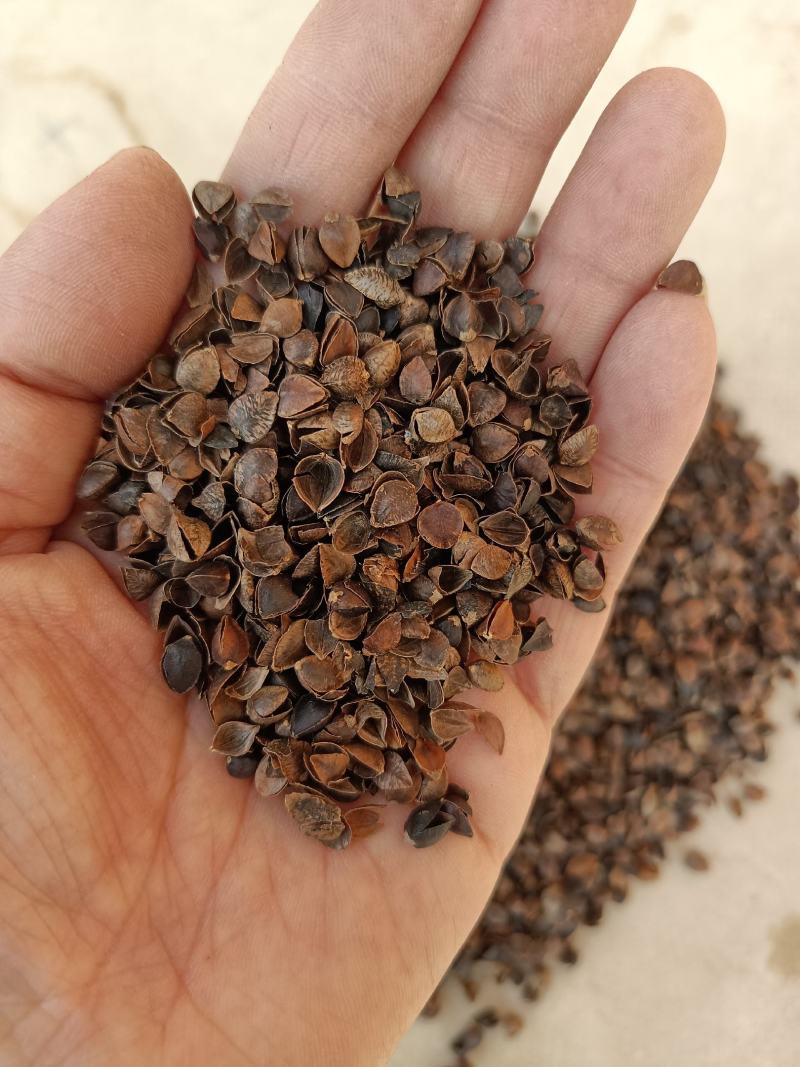 荞麦壳，头枕，无尘无味，颗粒独整，正品保证质量。