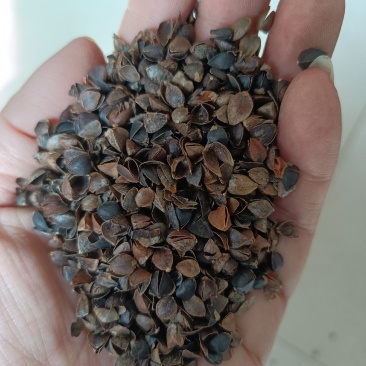 荞麦壳，头枕，无尘无味，颗粒独整，正品保证质量。