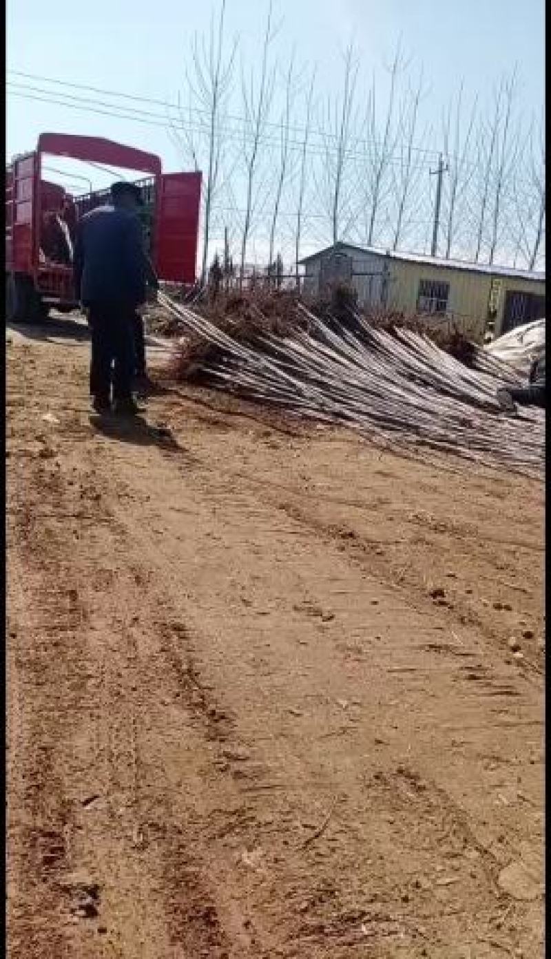 山东泗水杨柳镇107杨树苗热卖中，价格便宜，品种齐全