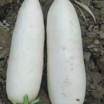 白萝卜加工厂，酱菜厂，养殖厂，市场，货源充足，量大从优