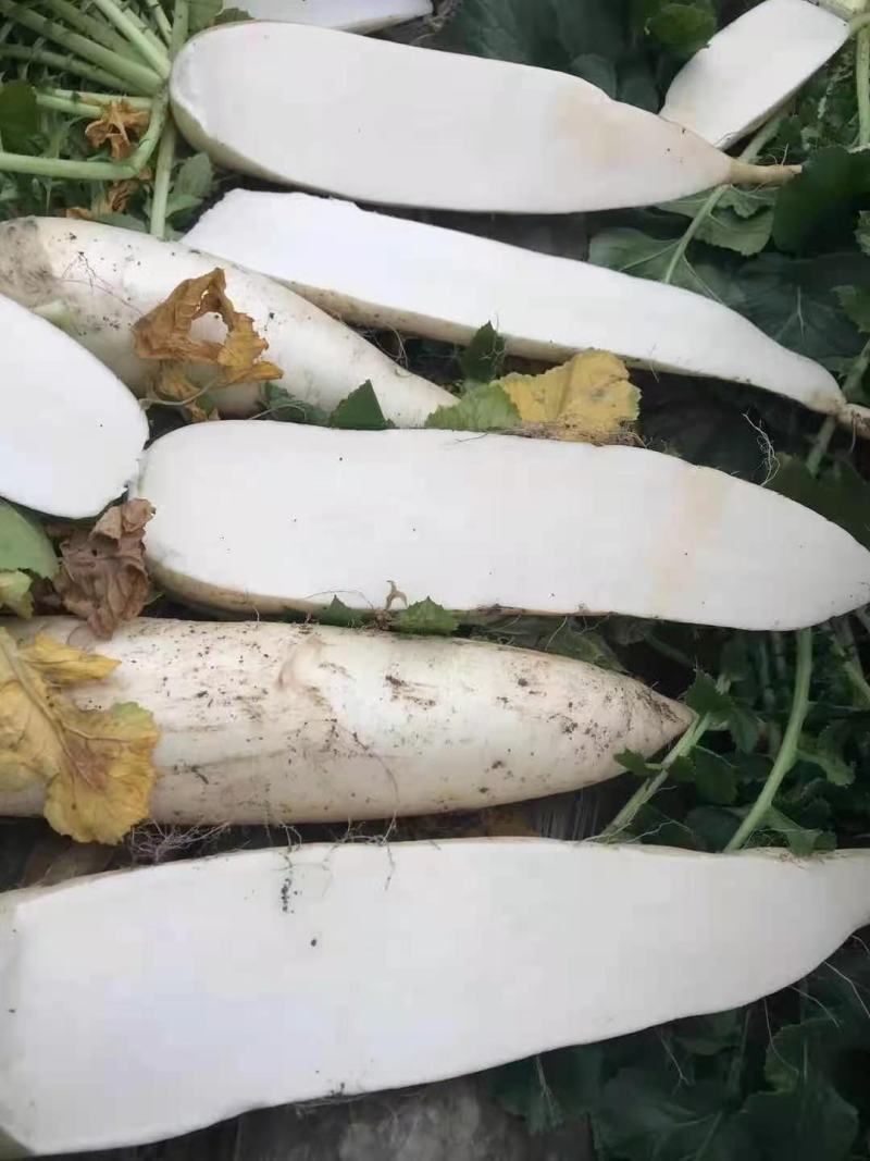 白萝卜加工厂，酱菜厂，养殖厂，市场，货源充足，量大从优