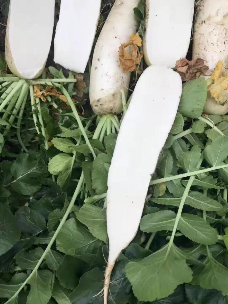 白萝卜加工厂，酱菜厂，养殖厂，市场，货源充足，量大从优