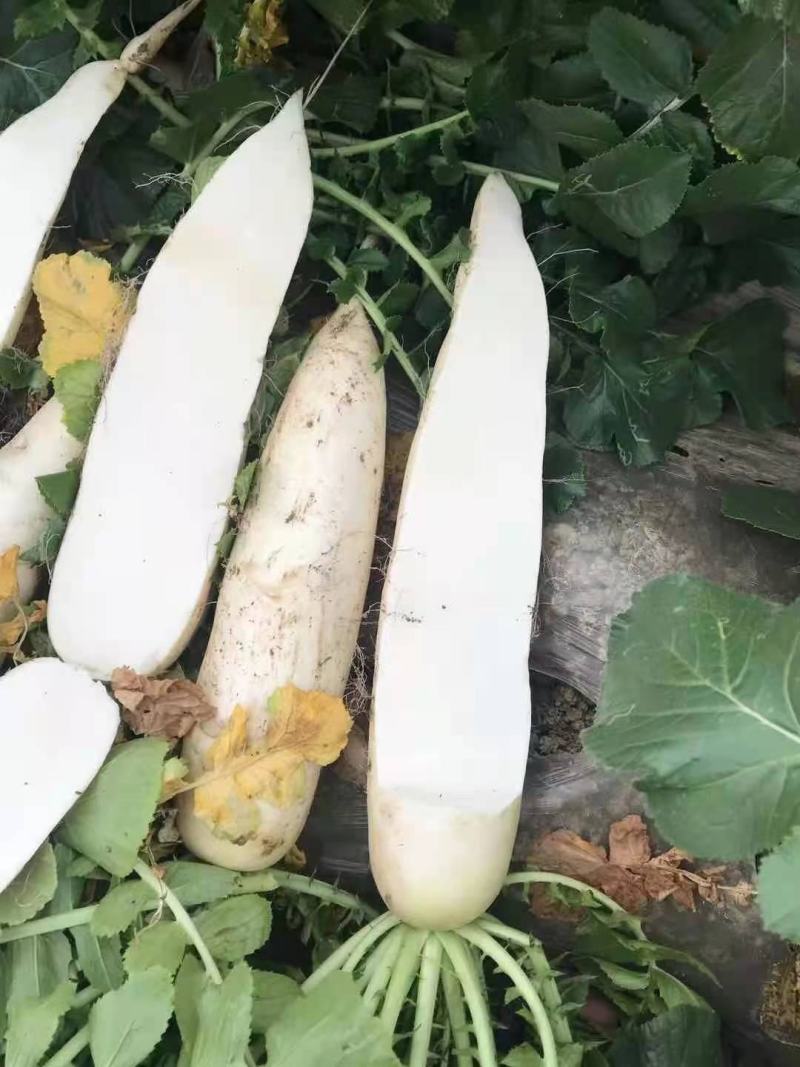 白萝卜加工厂，酱菜厂，养殖厂，市场，货源充足，量大从优