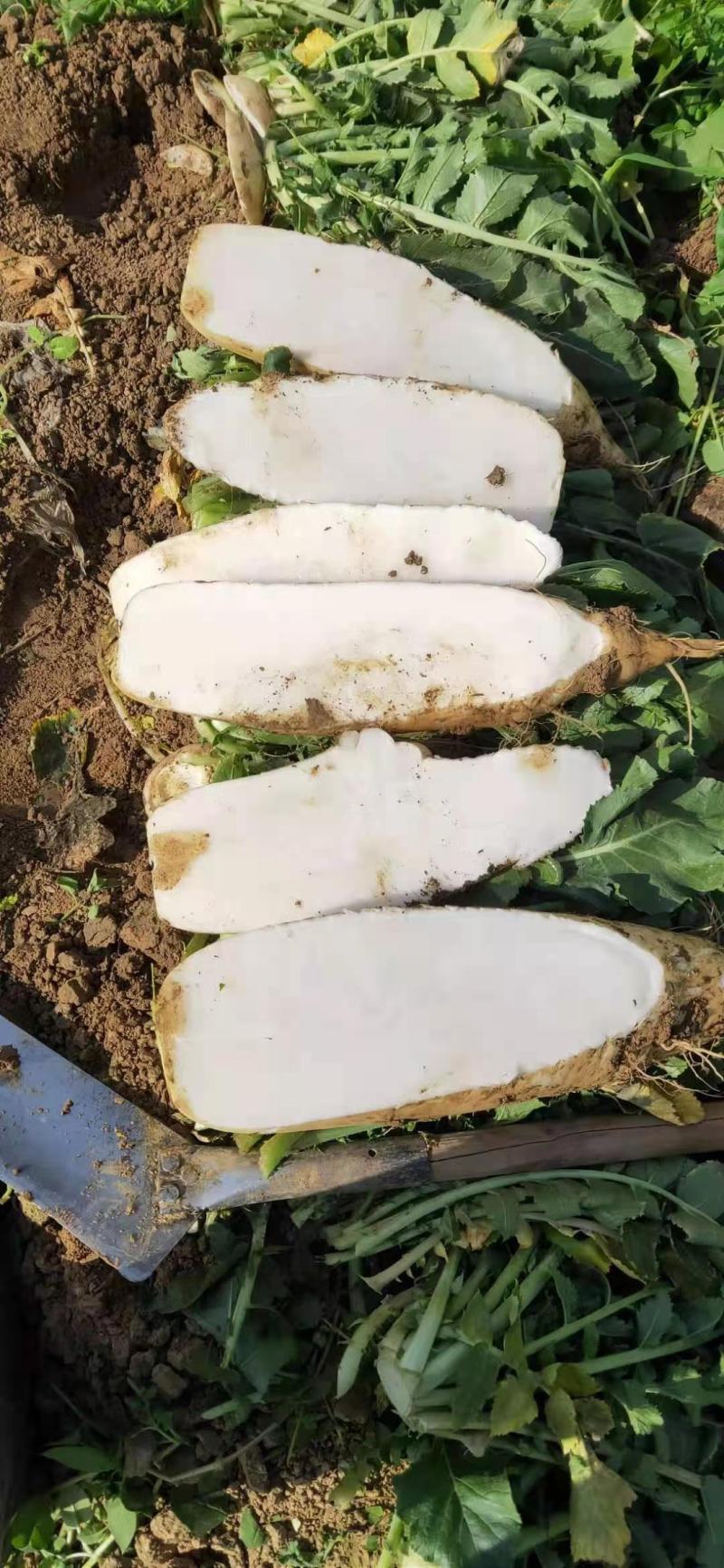 白萝卜加工厂，酱菜厂，养殖厂，市场，货源充足，量大从优