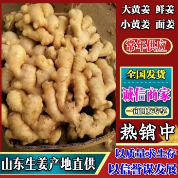 生姜产地直销一手货源价格便宜质量保证，大黄姜小黄姜