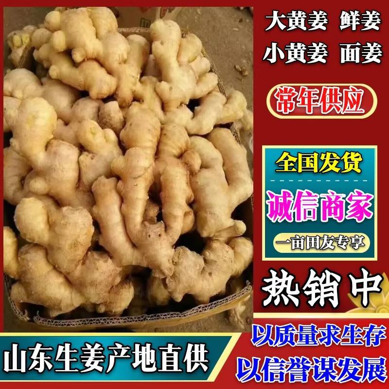 生姜产地直销一手货源价格便宜质量保证，大黄姜小黄姜