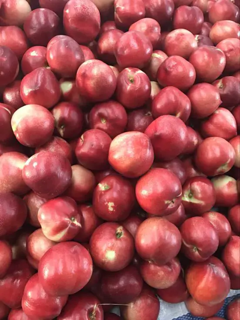 【油桃】山东油桃大量上市，电商，超市，批发面向全国发货