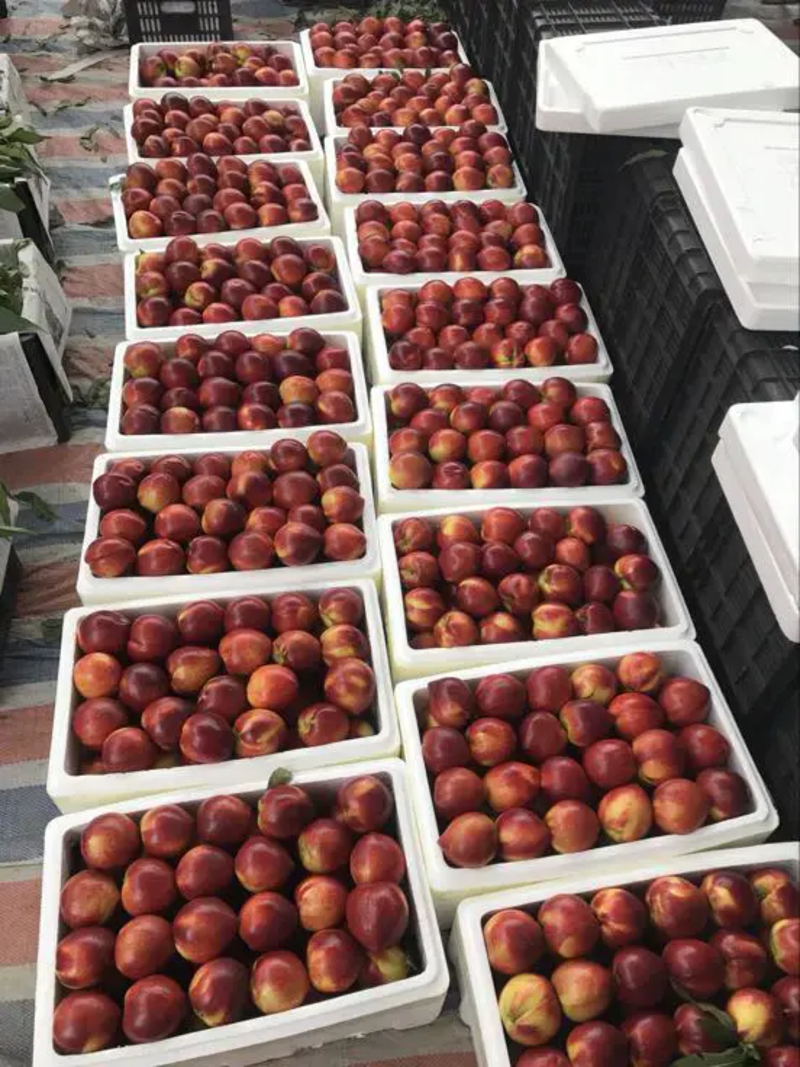 【油桃】山东油桃大量上市，电商，超市，批发面向全国发货