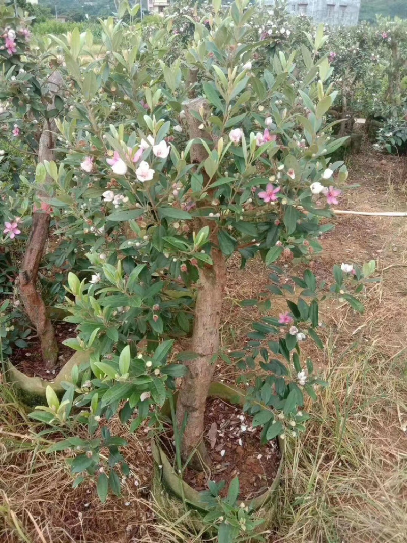 野生桃金娘树苗捻子大苗当年开花结果杯苗可盆栽庭院风景树