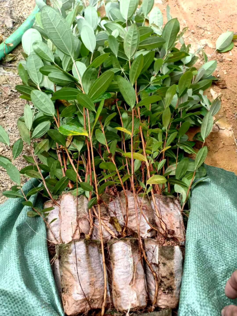 野生桃金娘树苗捻子大苗当年开花结果杯苗可盆栽庭院风景树